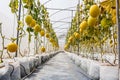 Yellow Cantaloupe melon growing in a greenhouse.