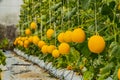 Yellow cantaloupe melons plants growing in garden