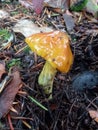Yellow cap mushroom Royalty Free Stock Photo