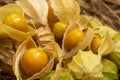 Yellow cape gooseberry fruit on the sand. Physalis peruviana edible tasty physalis orange yellow fruits in dry husks on
