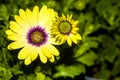 Yellow Cape Marguerite daisies, early and full blooms closeup. Royalty Free Stock Photo