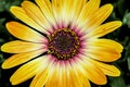 Yellow Cape Marguerite daisy bloom closeup. Royalty Free Stock Photo