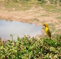 Cape Weaver in Addo Elephant National Park