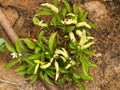 Yellow Capsicum annuum plant with bell peppers ripe on the shrub. The species is source of popular sweet peppers and hot chilis