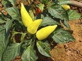 Yellow Capsicum annuum plant with bell peppers ripe on shrub
