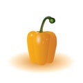 yellow capsicum. Vector illustration decorative design