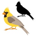 Yellow cardinal bird vector illustration flat style black silhouette Royalty Free Stock Photo