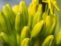 Yellow Caribbean Agave Bud Before Dead Royalty Free Stock Photo