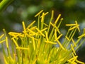 Yellow Caribbean Agave Flowers Blooming