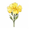 Yellow Carnation: Aesthetic Movement Flower Drawing In Watercolor