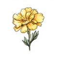 Yellow Carnation Flower: Classic Tattoo Motif With Nature Painter Vibes
