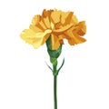 Yellow carnation flower. Isolated on white. Collection for Mother`s Day, victory day Royalty Free Stock Photo