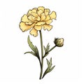 Victorian-inspired Yellow Carnation Flower Illustration On White Background