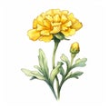 Yellow Carnation Watercolor Flower Illustration On White Background