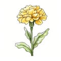 Yellow Carnation Watercolor Illustration: Hand-drawn Floral Art Royalty Free Stock Photo