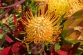 Yellow carnival protea flower, close up