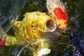 Yellow carp koi and goldfish on the water surface