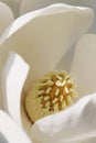 Yellow carpels of white magnolia flower in full bloom