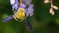 Yellow Carpenter Bee on a Purple Flower