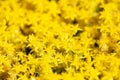 Yellow carpet of sedum lineare inflorescences of yellow flowers