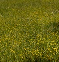 Yellow-carpeted Horse Pasture Royalty Free Stock Photo
