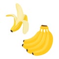 Yellow cartoon ripe bunch of four bananas with shadows and peeled banana. Sweet exotic food in a cut for healthy snack..