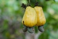 Yellow cashew apple fruits are hanging on branch.