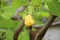Yellow cashew fruit growing on tree branch. Royalty Free Stock Photo