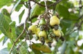 Yellow cashew fruits