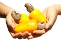 Yellow Cashews In Open Hands