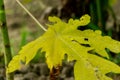 yellow cassava leaves in the garden