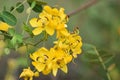 Yellow Cassia blooms growing on a vine.