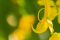 Yellow Cassia fistula macro with yellow bokeh blur background Green