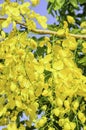 Yellow Cassia fistula