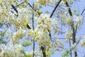 Yellow cassia javanica flower on tree