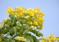 yellow Cassia surattensis flowers on the tree in the garden