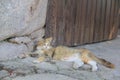 Yellow Cat - Behramkale, Assos, Aegean villages Royalty Free Stock Photo