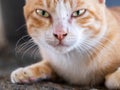 Yellow Cat Crouching and Opening Eyes Royalty Free Stock Photo