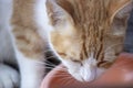 Yellow cat eating its food in bowl Royalty Free Stock Photo