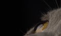 Yellow cat eye close up. Macro shot Royalty Free Stock Photo