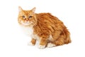 Yellow cat with eye infection sitting Royalty Free Stock Photo