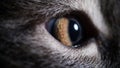 Yellow cat eyes closeup. Visual acuity in cats concept Royalty Free Stock Photo