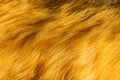 Yellow cat fur with dark spots textured for backgrounds. Shaggy fur texture cloth abstract, furry rusty texture Royalty Free Stock Photo