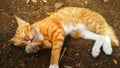 Yellow cat in the ground Royalty Free Stock Photo