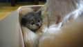 Cute tabby kitten sleep, Comfortable pets sleep at cozy home