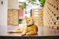 A yellow cat sitting ang think deeply