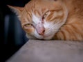 Yellow Cat Sleeping and Opening Eyes Royalty Free Stock Photo