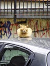 Yellow cat takes rest on the roof of the car