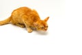 Yellow cat is about to vomit something isolated on white background Royalty Free Stock Photo