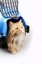 Yellow cat in transport box Royalty Free Stock Photo